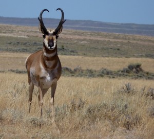 2015 One Shot Hunt